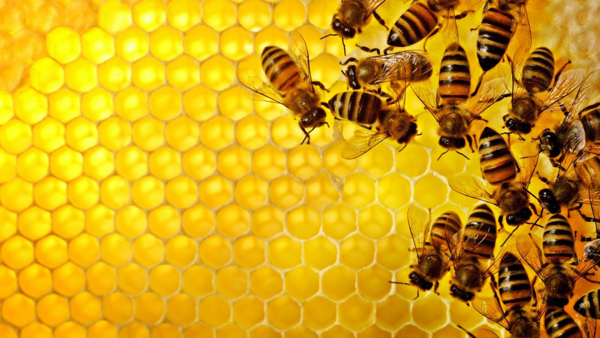 Izuzetno nepovoljna godina za pčelare