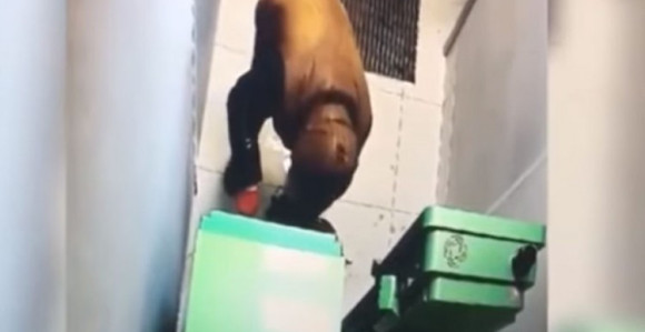 Poginuo u krađi, umjesto bankomata raznio sebe