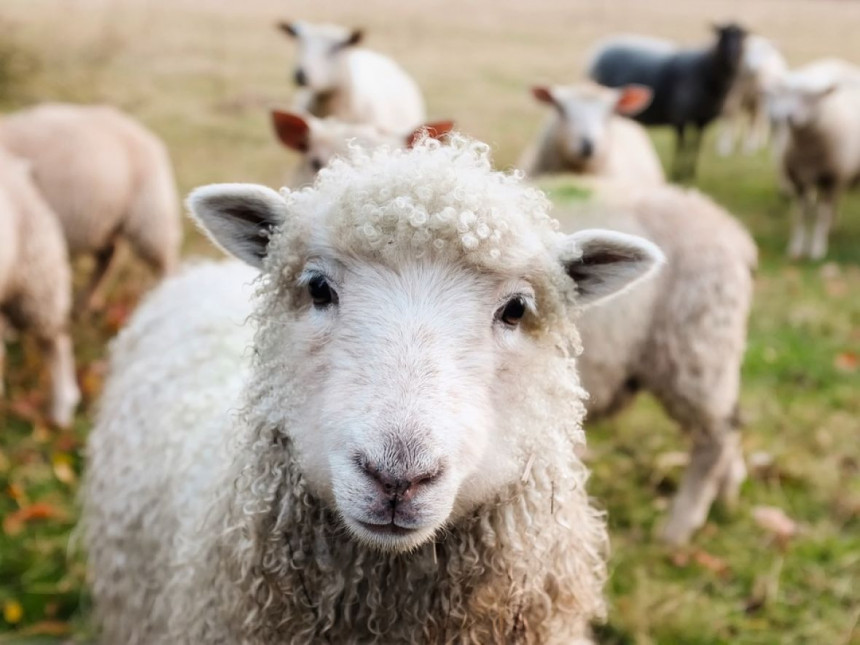 Овце могу да препознају ликове