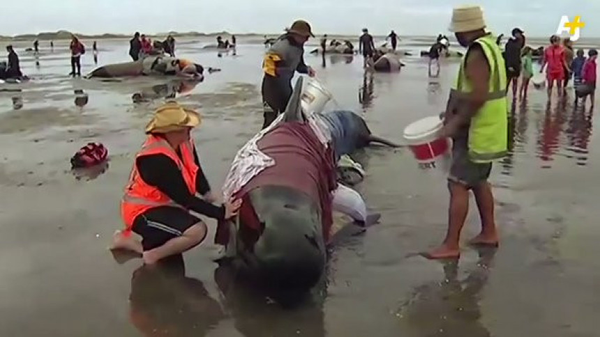 Drama: Trka za spas stotina kitova