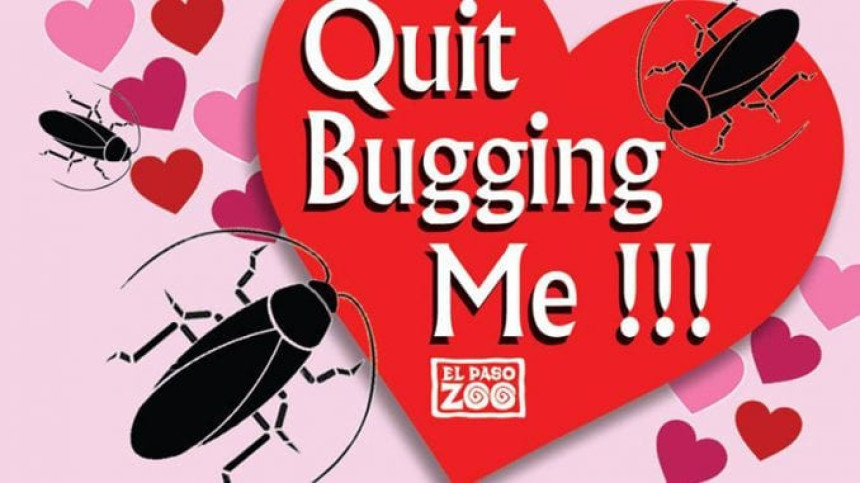 Zoo vrt: Bubašvabe umjesto poklona