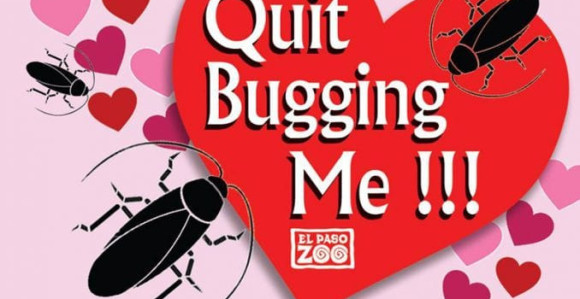 Zoo vrt: Bubašvabe umjesto poklona