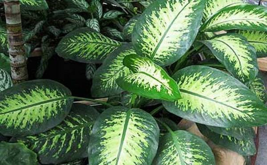 Sobne biljke opasne po zdravlje
