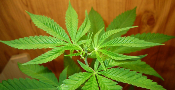 Da li marihuana sprečava demenciju?