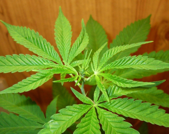 Da li marihuana sprečava demenciju?