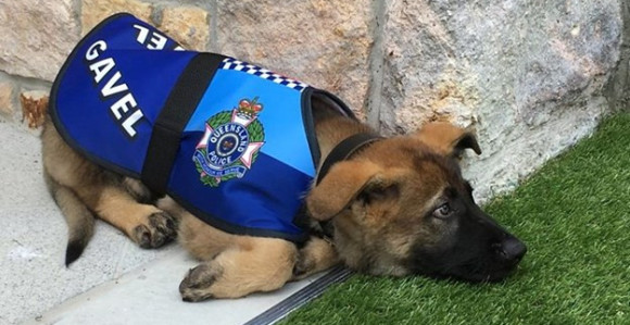Pas dobio otkaz jer je preblag