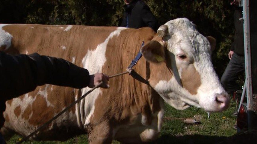 Prvi slučaj bolesti kvrgave kože u Gacku