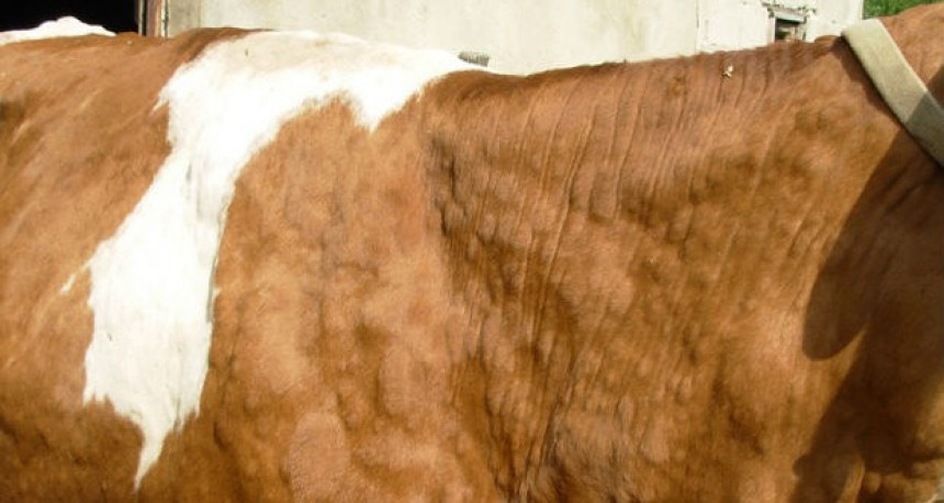 Bolest kvrgave kože goveda stigla do BiH