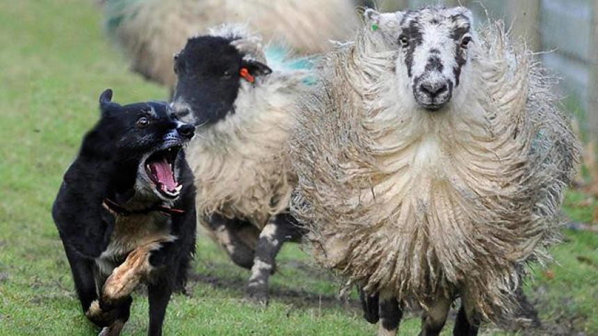 Banjaluka: Psi lutalice poklali ovce!