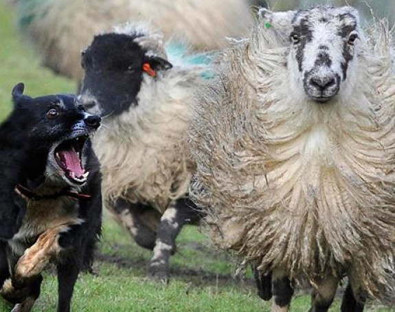 Бањалука: Пси луталице поклали овце!