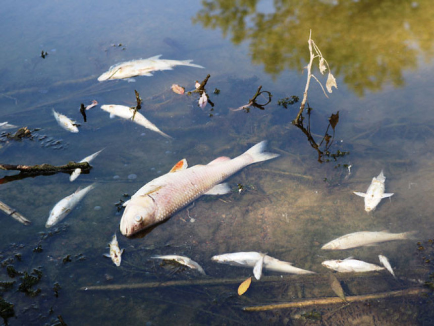 Derventa: Pomor ribe u Ukrini