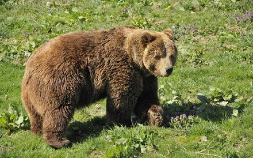 Napad medvjeda u okolini Kneževa