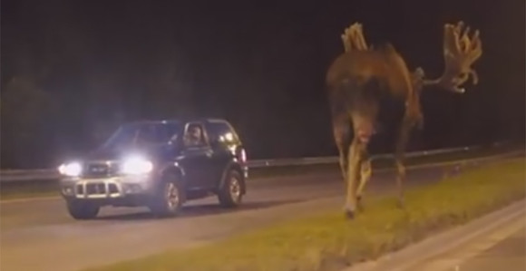 VIDEO: Veliki los snimljen na putu