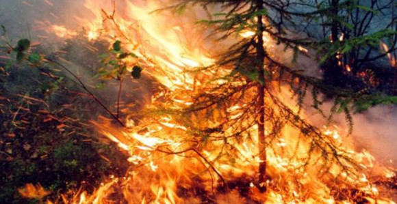 Велики пожар у Грчкој: Ватру гаси 146 ватрогасаца