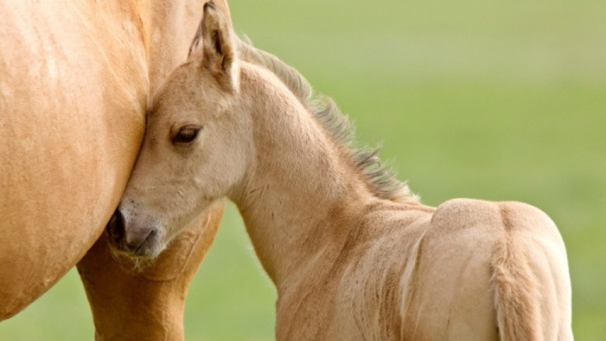 Bosanski brdski konji gladni i zaboravljeni