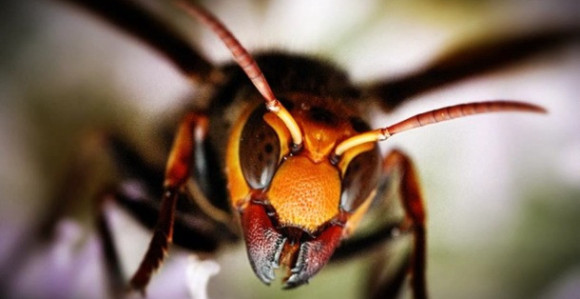 U Hrvatsku stigao smrtonosni stršljen