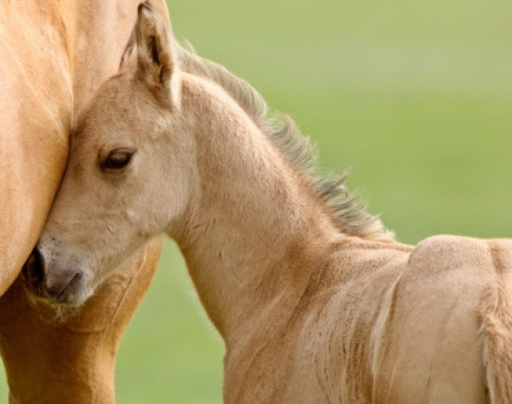Bosanski brdski konji gladni i zaboravljeni