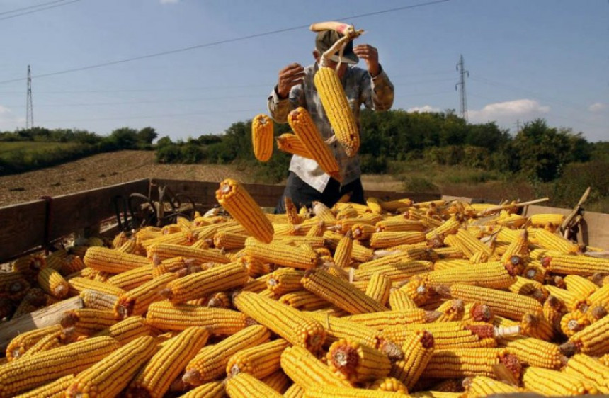 Берба кукуруза: Род натпросјечан