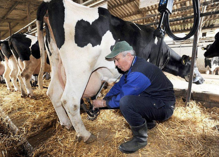 Mlijeka u izobilju, a farmera nema