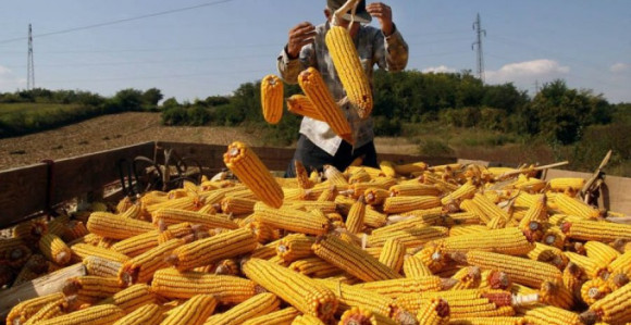 Berba kukuruza: Rod natprosječan