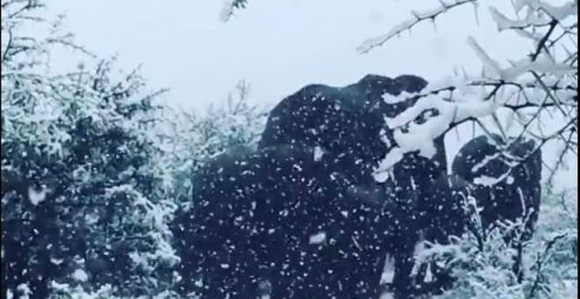 Slonove prekrile bijele pahulje