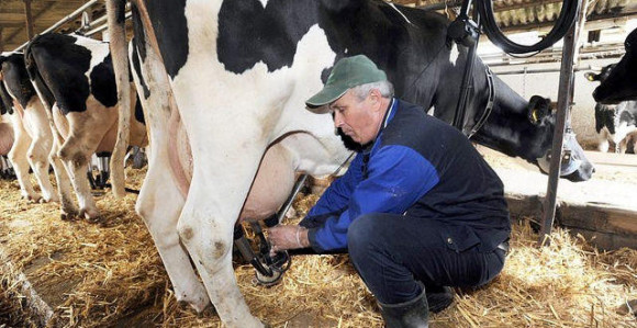 Mlijeka u izobilju, a farmera nema