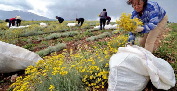 Sakupljači ljekobilja ostaju praznih ruku