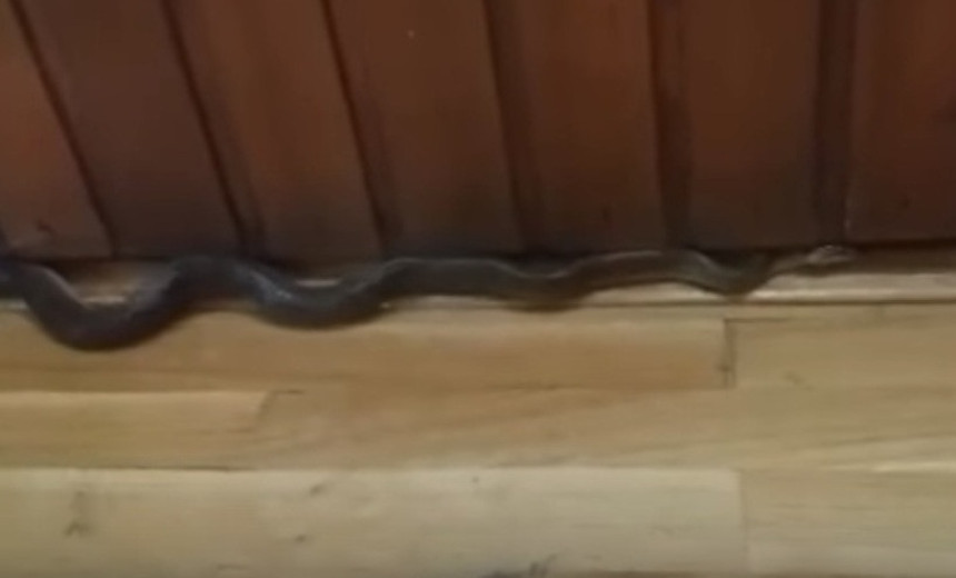Ogromna zmija u sarajevskoj školi