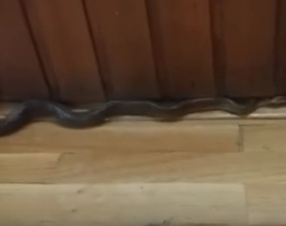 Огромна змија у сарајевској школи