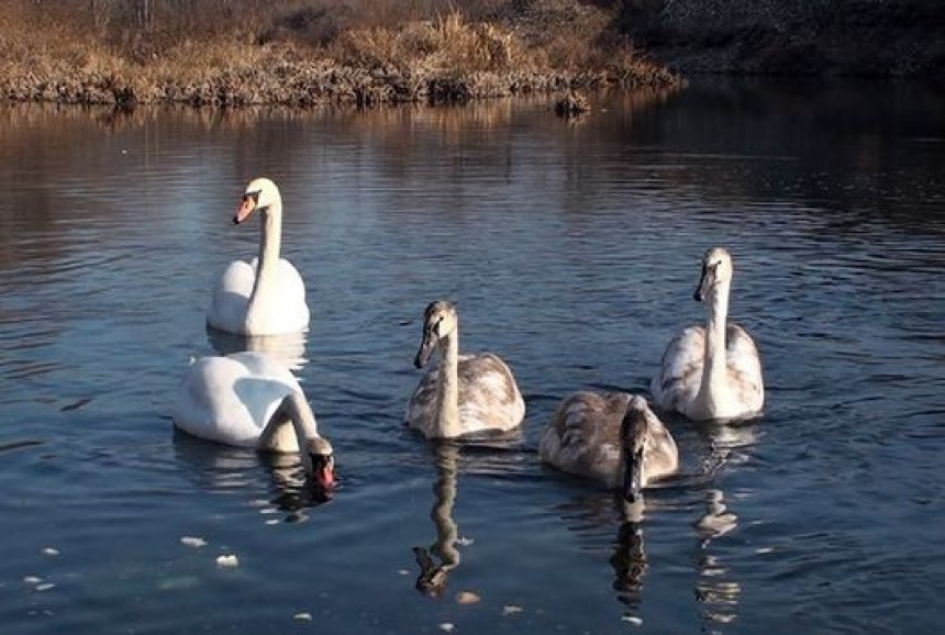 Hrvatska: Ptičiji grip kod divljih labudova