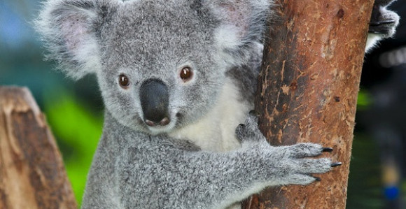 Koale će nestati do 2040. godine