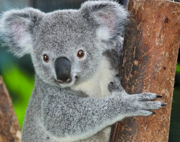 Koale će nestati do 2040. godine