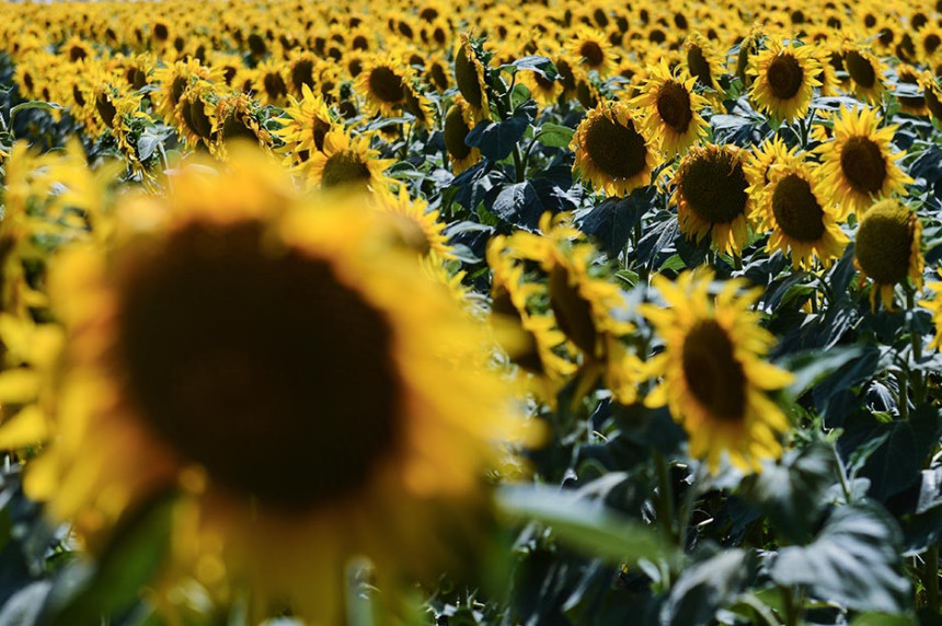 Узгајивачи новца: Корупција на европски начин