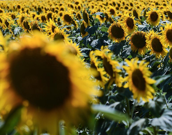 Узгајивачи новца: Корупција на европски начин