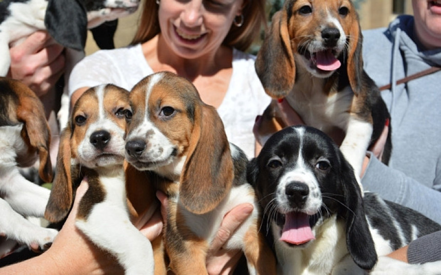 Prvi štenci iz epruvete!