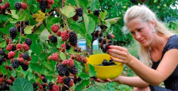 Britanski farmeri traže sezonce iz BiH