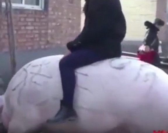 Kralj svinja: 750 kilograma žive vage 