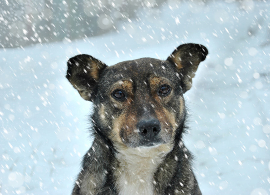 Njemačka bi sada i pse iz BiH
