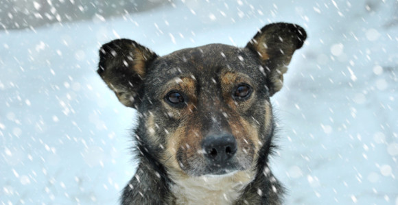 Njemačka bi sada i pse iz BiH