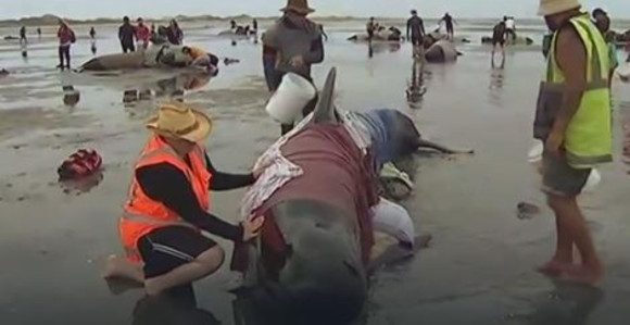 Potresna akcija spasavanja kitova