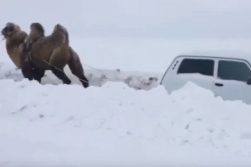 Кад камила прискочи у помоћ