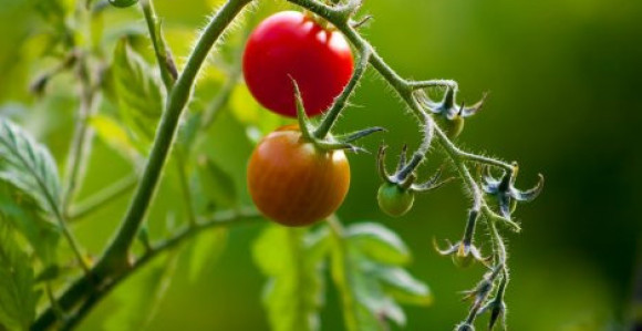 U "Marsovskoj bašti" dobro rodili paradajz i grašak