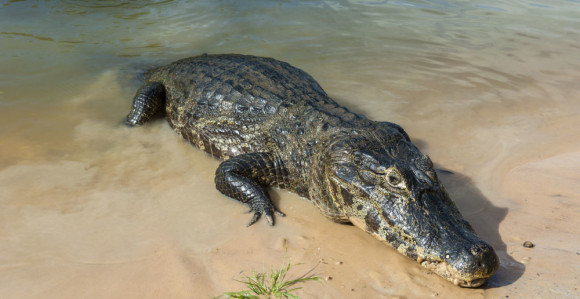 Poslije poplava nova opasnost