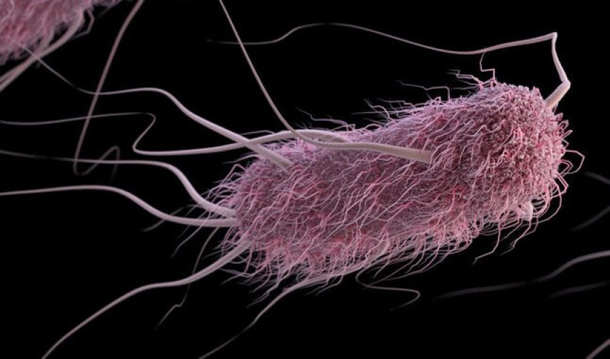 Higijenom i ishranom protiv ešerihije