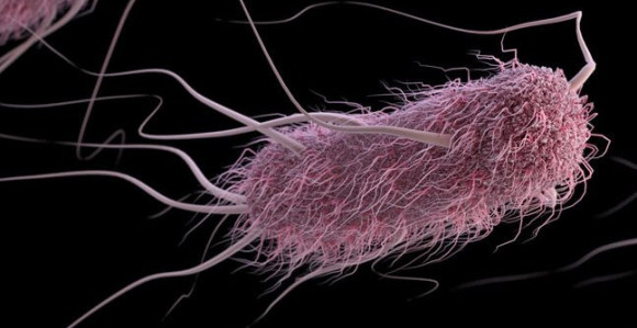 Higijenom i ishranom protiv ešerihije