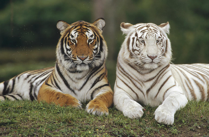 Први пут у сто година расте број тигрова у свијету