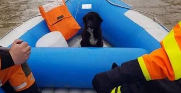 Uplašenog psa spasili iz Bosne