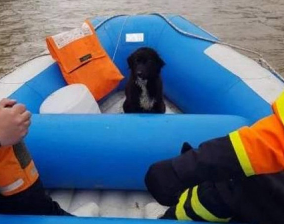 Uplašenog psa spasili iz Bosne