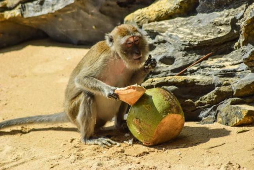 Мајмуни еволуирају: Живе у каменом добу