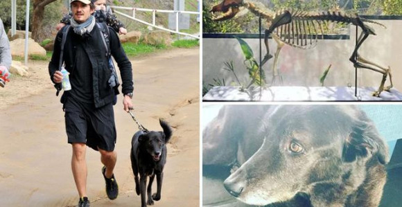 Blum čuva skelet mrtvog psa u kući